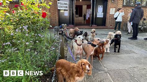 Dulwich dogs gather for traditional polling station pack photo .